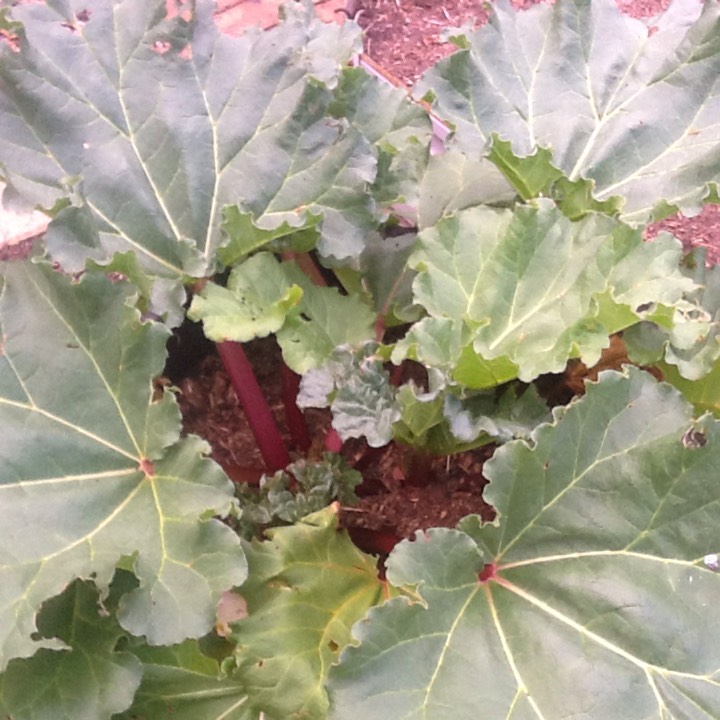plant image 264373