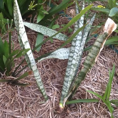 Sansevieria trifasciata