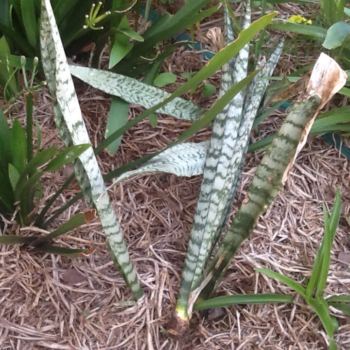 plant image 270840