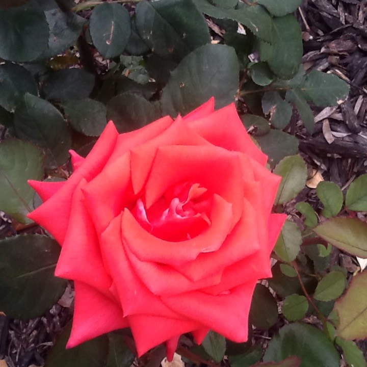 Plant image Rosa 'Kardinal'