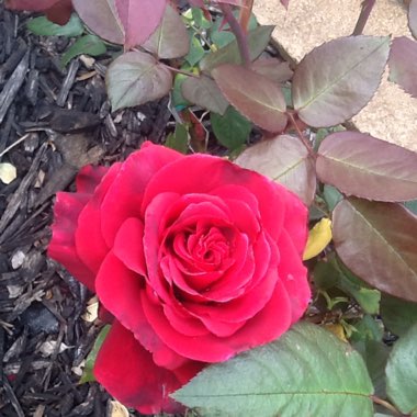 Rosa 'Camp David'