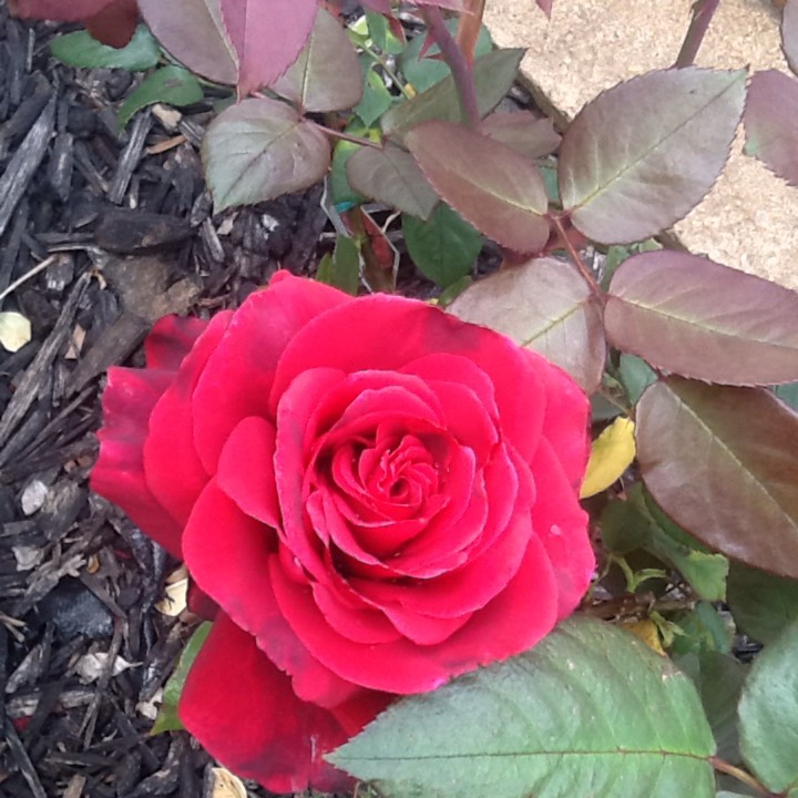 Plant image Rosa 'Camp David'