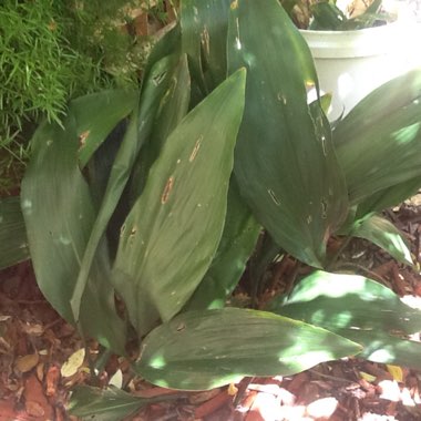 Aspidistra elatior