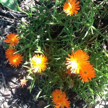 Lampranthus multiradiatus