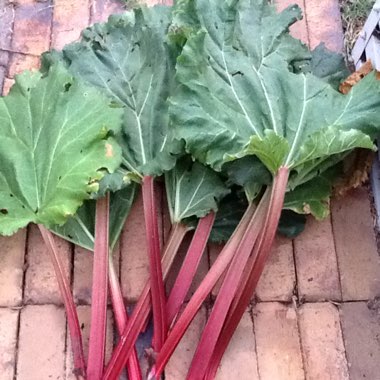 Rhubarb 'Red Champagne'