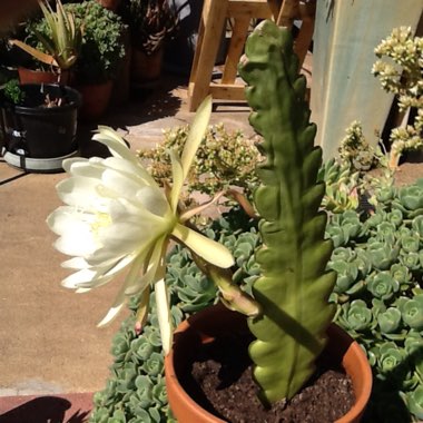 Orchid Cactus 'Queen of the night'