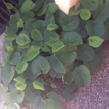 Sweet Violet