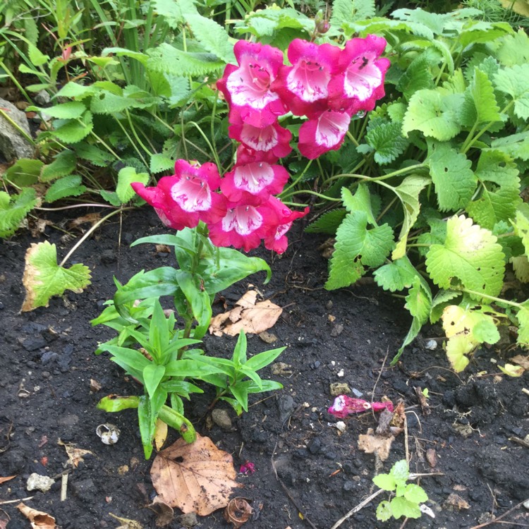plant image 502714