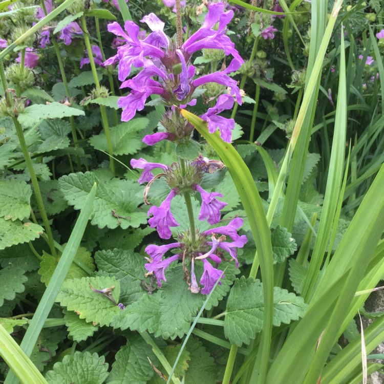 Plant image Stachys macrantha