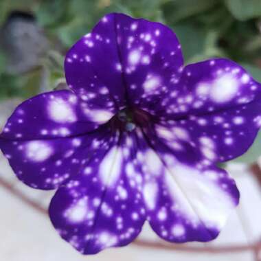Petunia