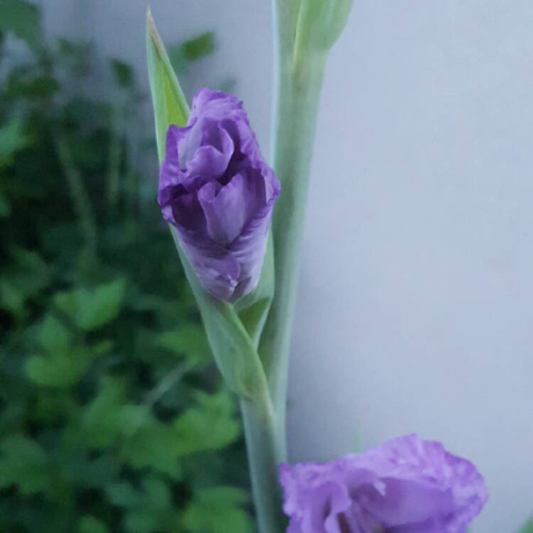 plant image 475908 plant image 475908