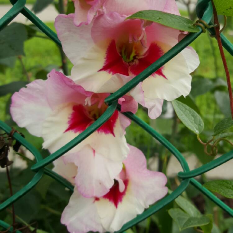 plant image 475918 plant image 475918