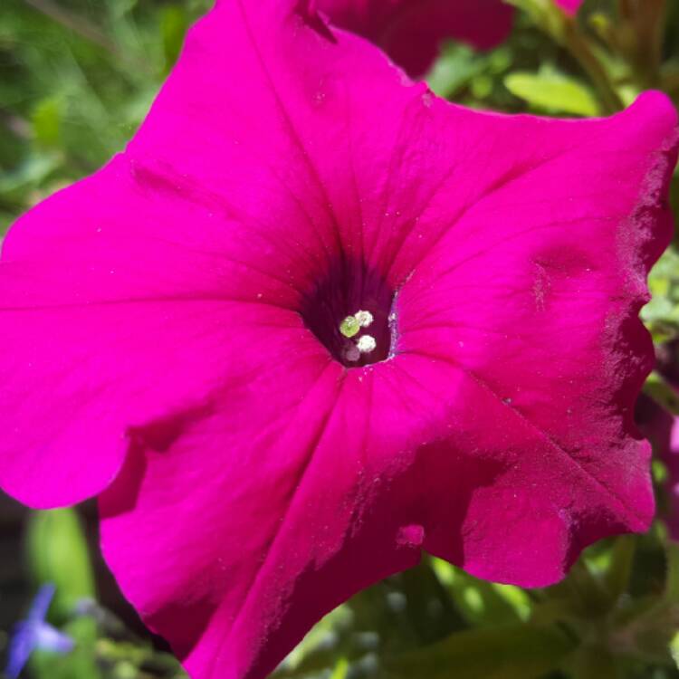 Plant image Petunia 'Sunsurfcoparu' (Surfinia Series) syn. Petunia 'Patio Hot Pink'