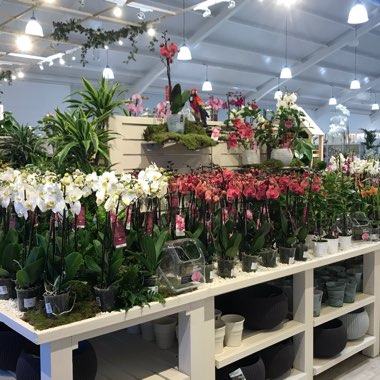 Phalaenopsis