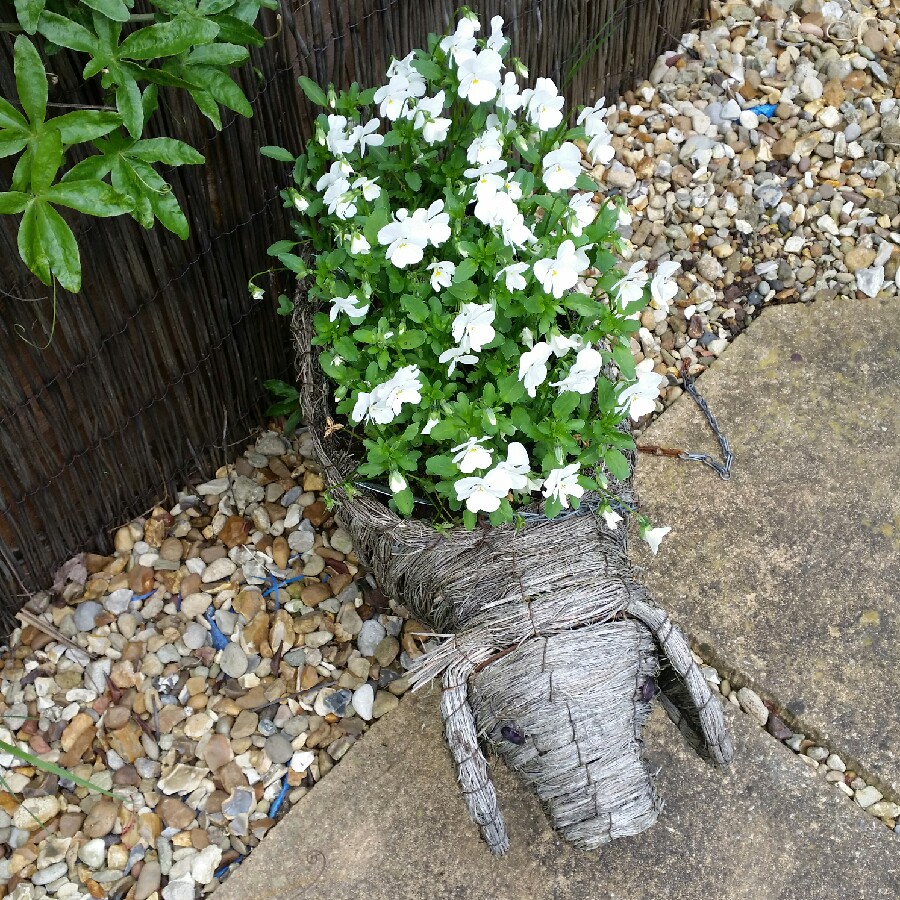 Sarah's garden