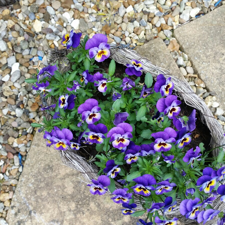 Sarah's garden