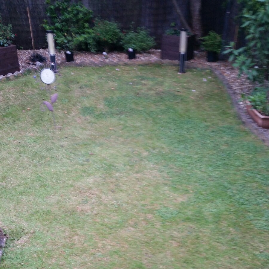 Sarah's garden