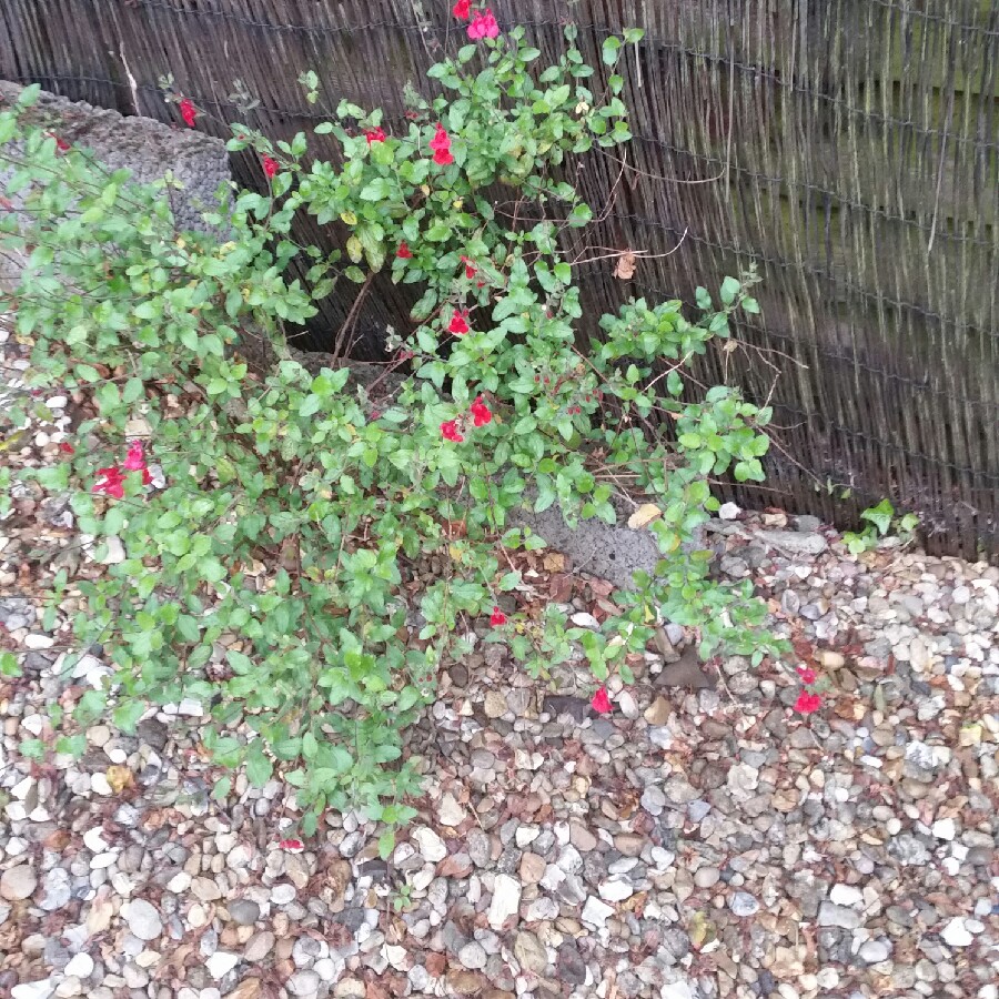 Sarah's garden