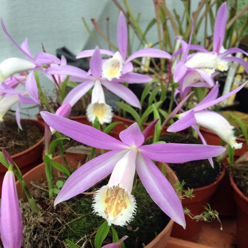 Plant image Pleione Formosana