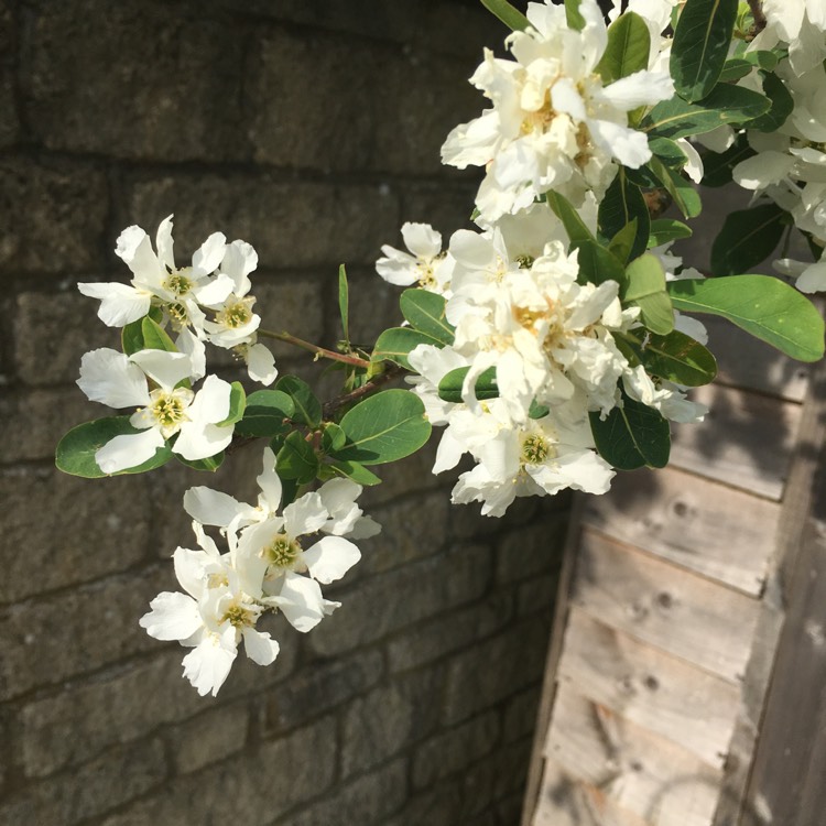 Plant image Exochorda Serratifolia 'Snow White'