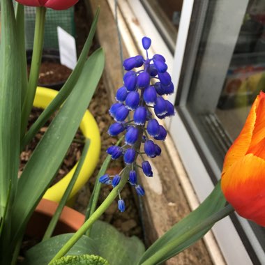 Muscari