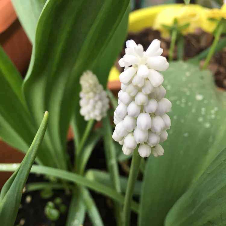 plant image 1010778 plant image 1010778