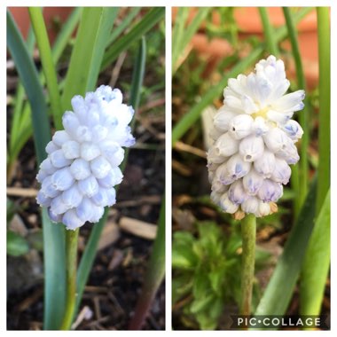 Muscari armeniacum 'Peppermint'