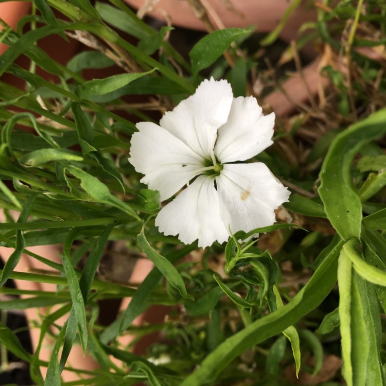 plant image 1010781 plant image 1010781