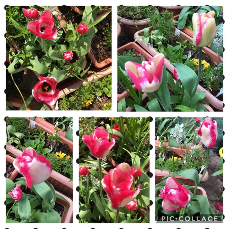 plant image 1015393