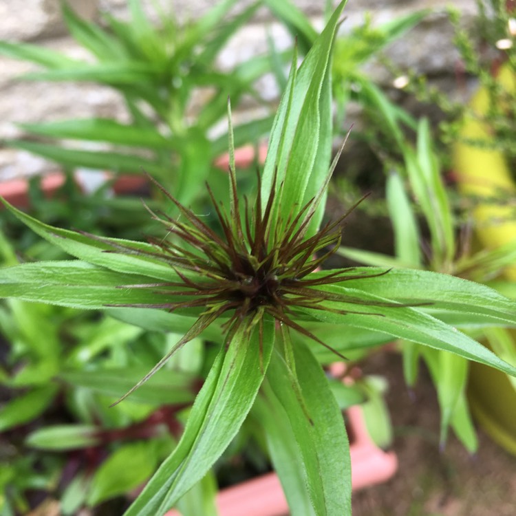 plant image 1046621