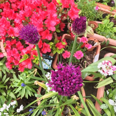 Allium 'Purple Giant'