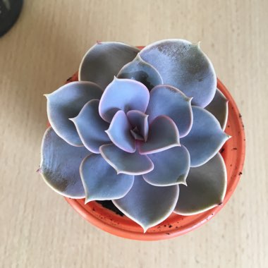 Echeveria Perle Von Nurnberg