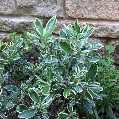 Euonymus japonicus 'White Spire'