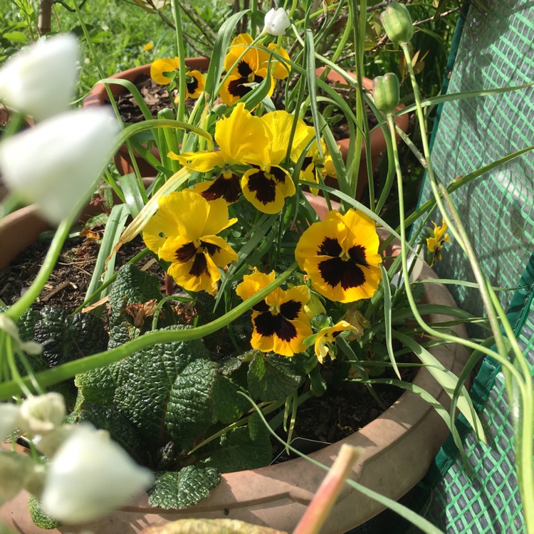 plant image 1057144 plant image 1057144