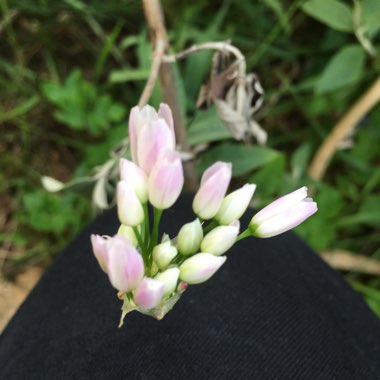 Allium roseum