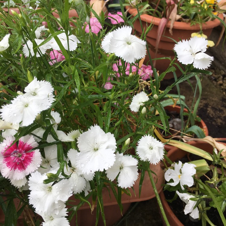 plant image 1064930 plant image 1064930