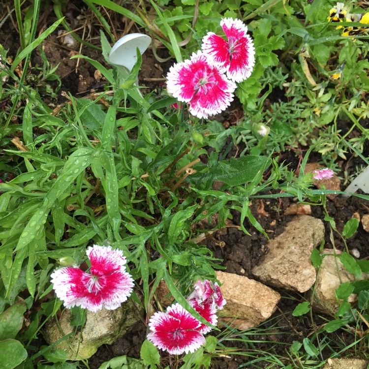 plant image 1064943 plant image 1064943