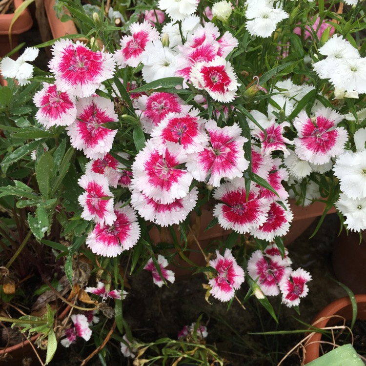 Plant image Dianthus chinensis x barbatus