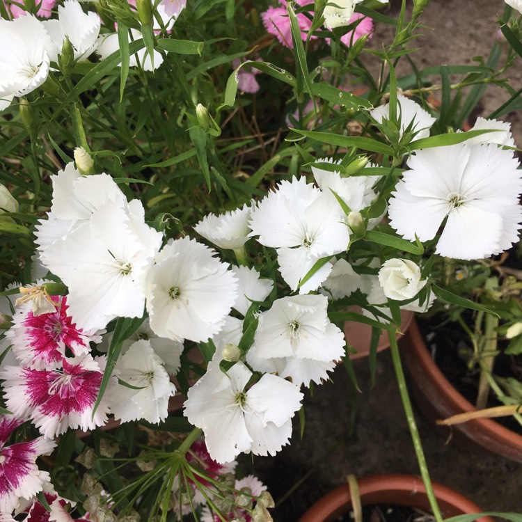plant image 1073016 plant image 1073016