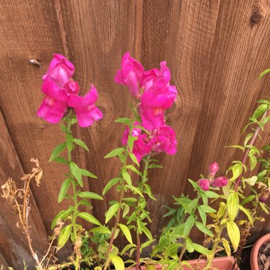 Antirrhinum