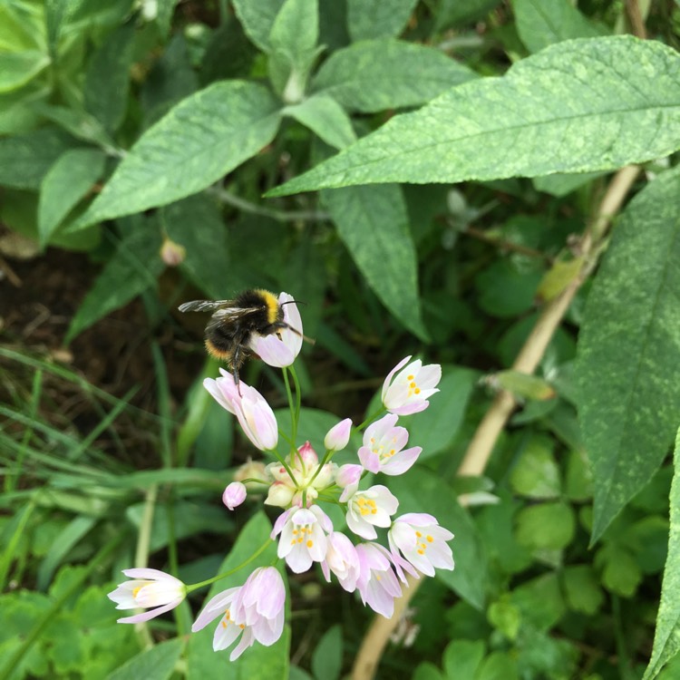 Plant image Allium roseum
