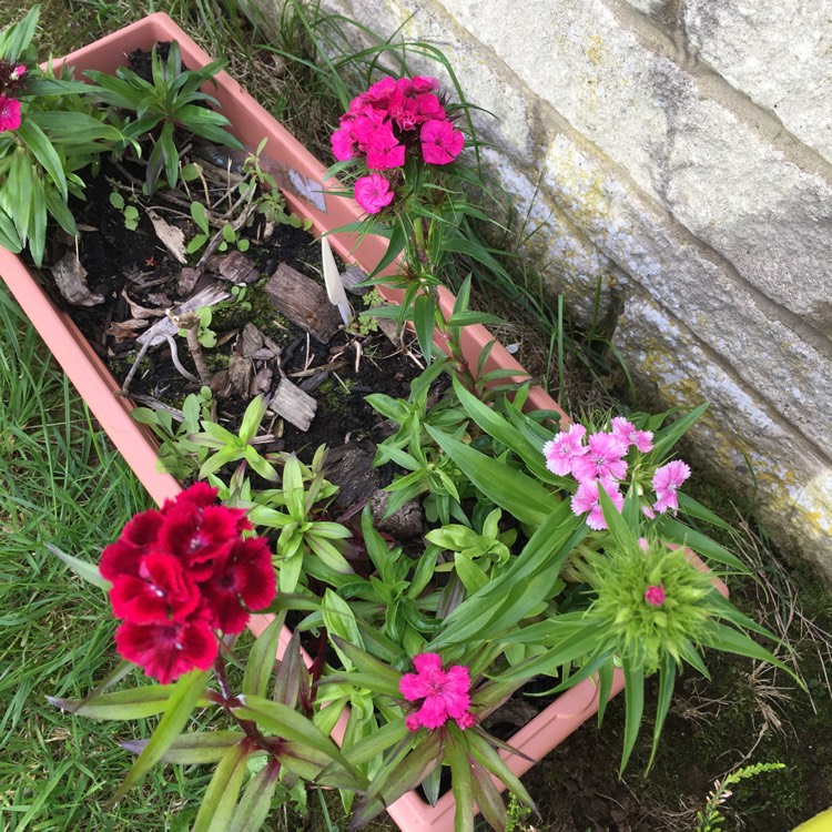 plant image 1085268