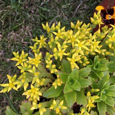 Sedum Acre