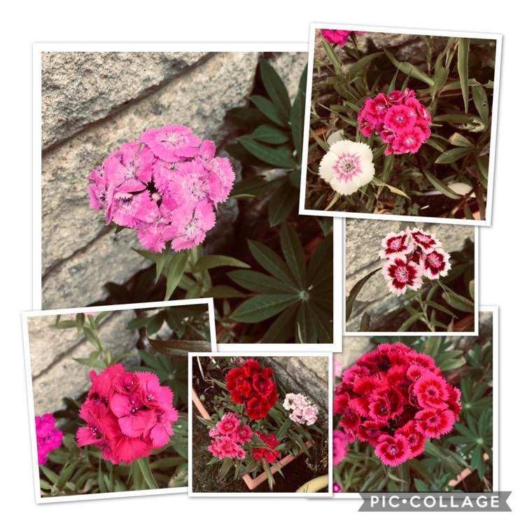 plant image 1097621