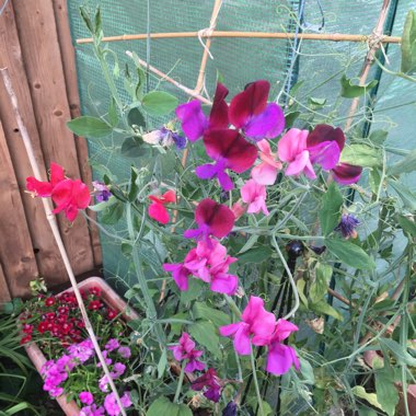 Lathyrus Odoratus 'Antique Fantasy Mixed'