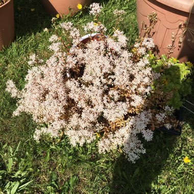 Sedum Album