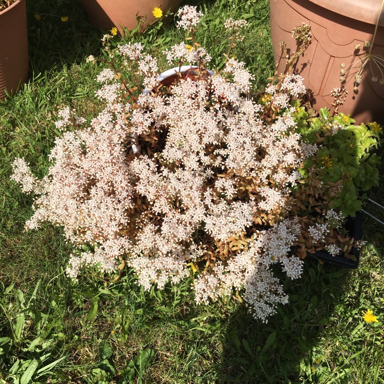 Plant image Sedum Album