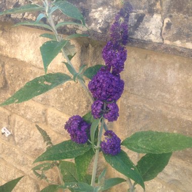 Buddleja davidii 'Adokeep' syn. Buddleja davidii 'Adonis Blue'