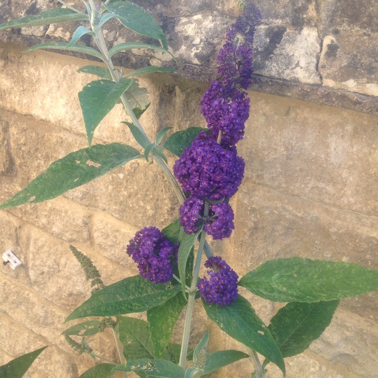 plant image 1111518 plant image 1111518