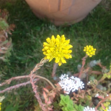 Sedum Rupestre